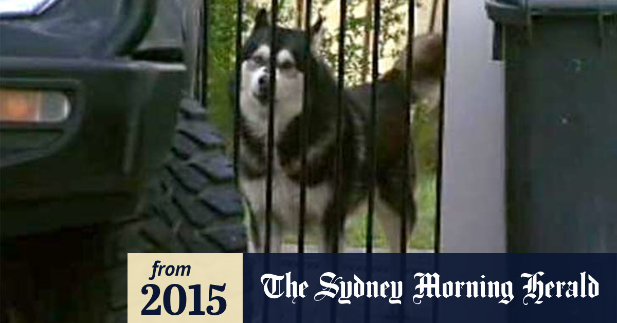 Video Baby attacked by family dog